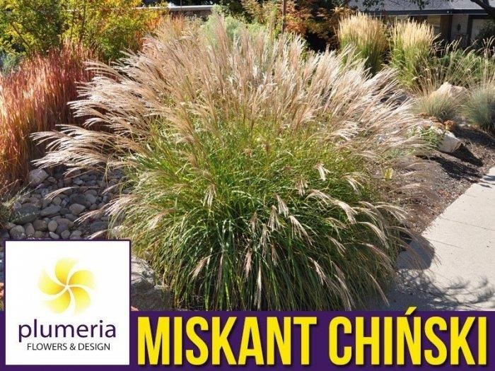 Miskant Chi ski Adagio Miscanthus Sinensis Sadzonka C2 Ceny I Opinie miskant-chi-ski-adagio-miscanthus-sinensis-sadzonka-c2-ceny-i-opinie