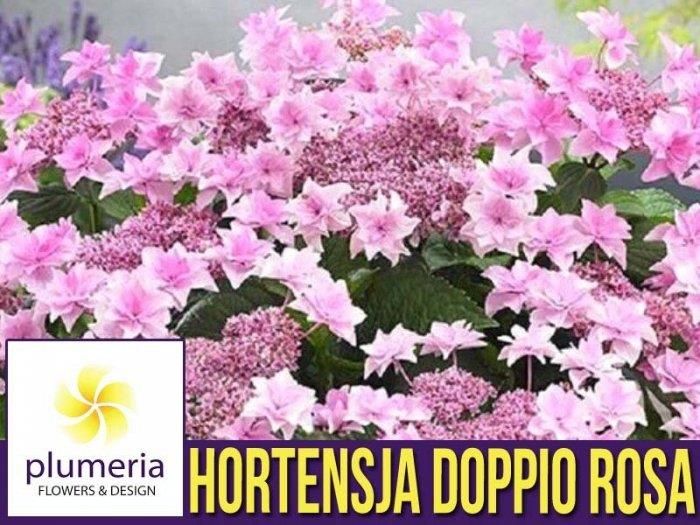 Hortensja Ogrodowa Doppio Rosa Hydrangea Macrophylla Sadzonka P12