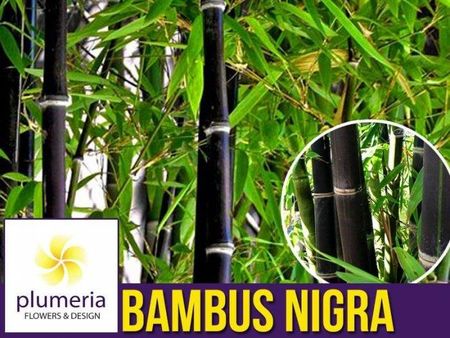 bambus vodka STUMBRAS VODKA – Stumbras Vodka