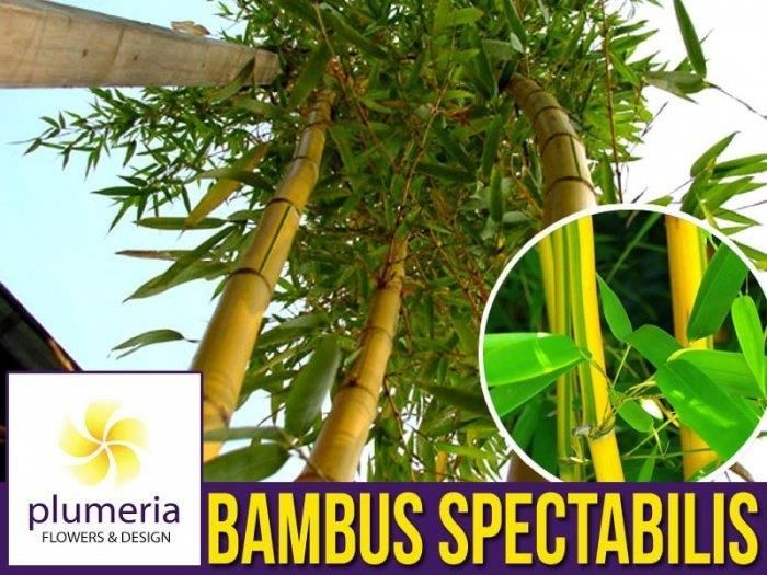 Bambus Drzewiasty Spectabilis Mrozoodporny Phyllostachys Aureosulcata  Sadzonka Xl-C5 - Ceny i opinie - Ceneo.pl