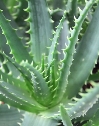 aloe vera gel wirkung haut Bio Aloe Vera Gel main image 0