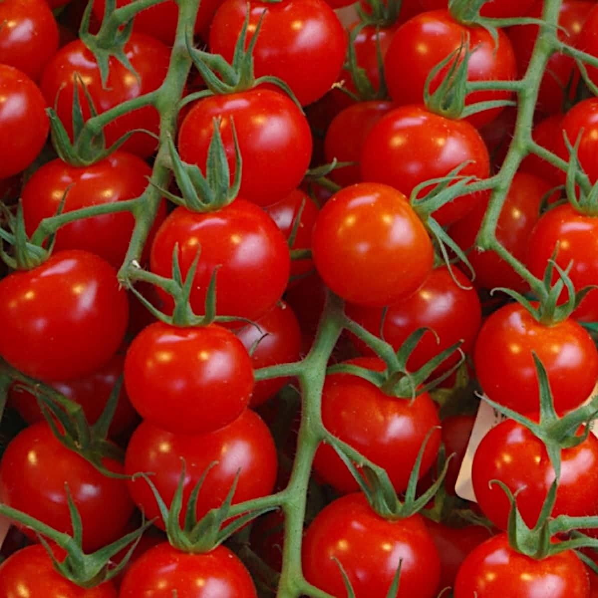 Pomidor Koralik Cherry Ogród I Donica Nasiona - Ceny i opinie - Ceneo.pl