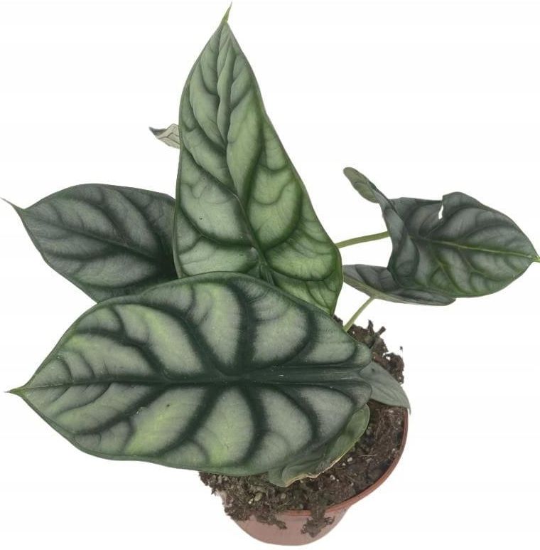 Alocasia Alokazja Silver Dragon - Ceny i opinie - Ceneo.pl