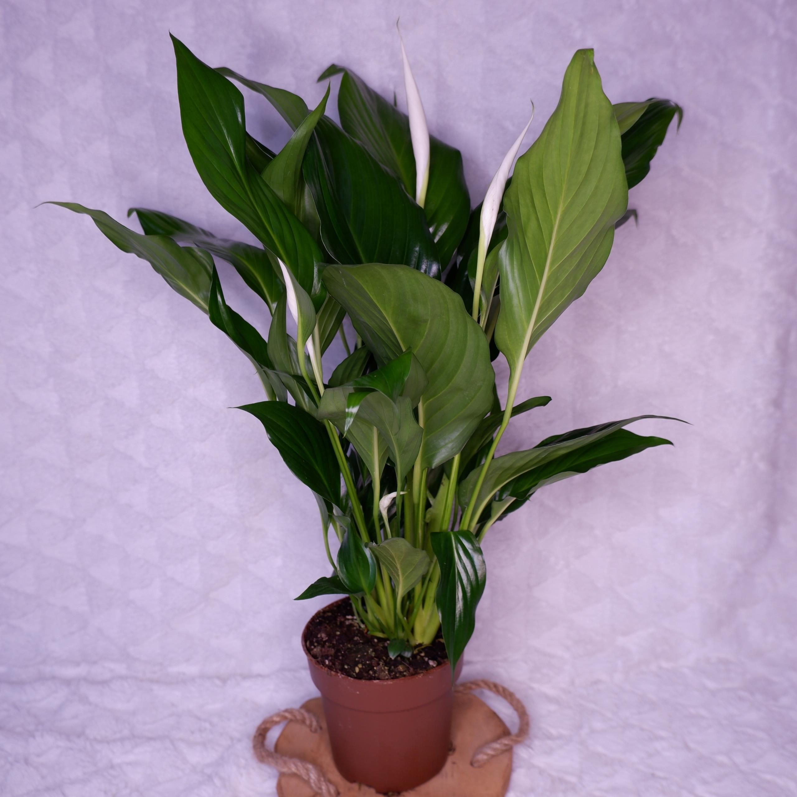 skrzyd-okwiat-spathiphyllum-sweet-mario-d-13cm-ceny-i-opinie-ceneo-pl