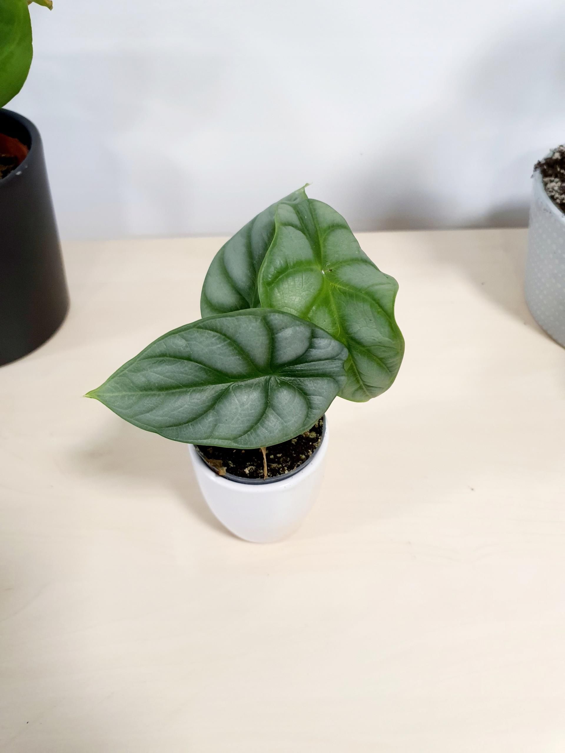 Alocasia Alokazja Silver Dragon Unikat - Ceny i opinie - Ceneo.pl