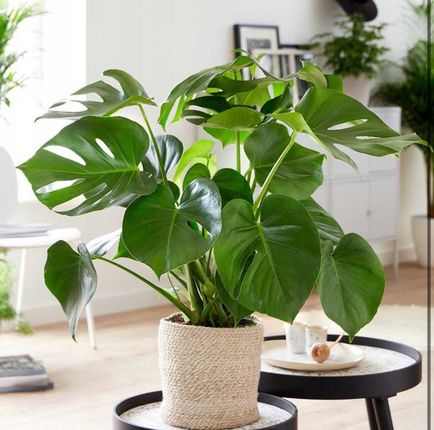 Monstera Deliciosa Dua Xl 70cm - Ceny i opinie - Ceneo.pl