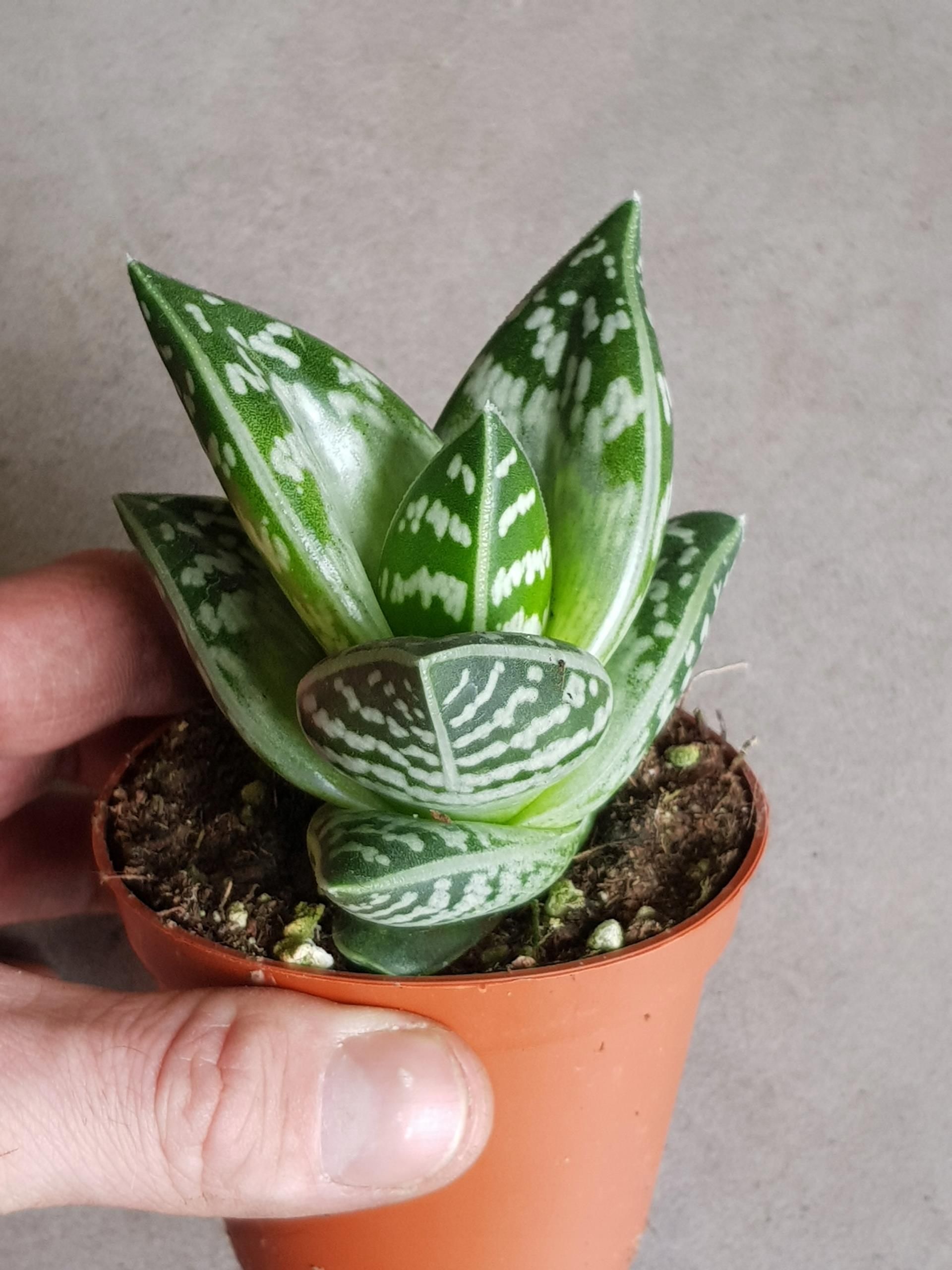 Aloes Aloe Variegata - Ceny i opinie - Ceneo.pl