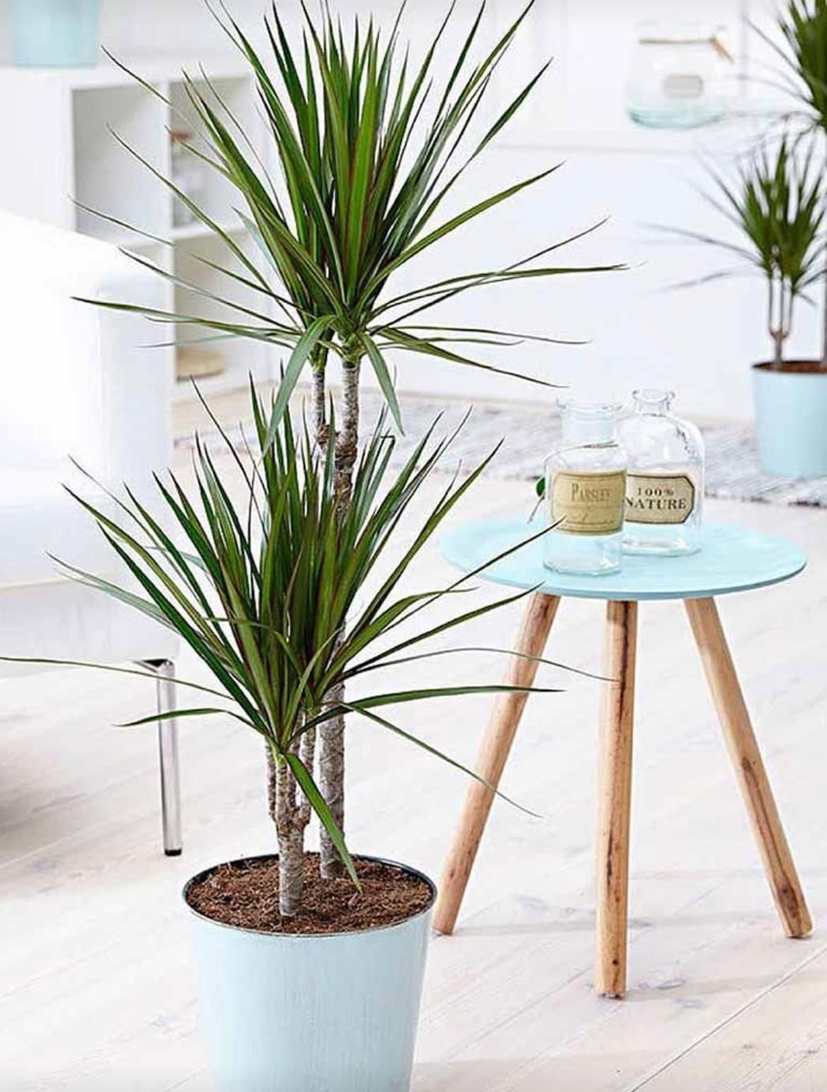 Dracena Marginata Dua 110cm - Ceny i opinie - Ceneo.pl