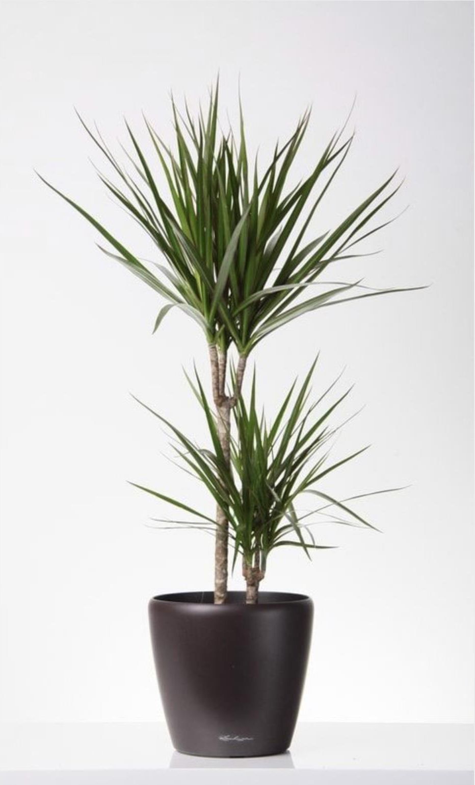 Dracena Marginata Dua 110cm - Ceny i opinie - Ceneo.pl