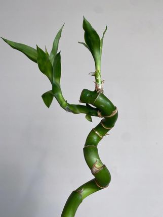 Lucky Bamboo Spirale Bambus Dracena 50cm - Ceny i opinie - Ceneo.pl
