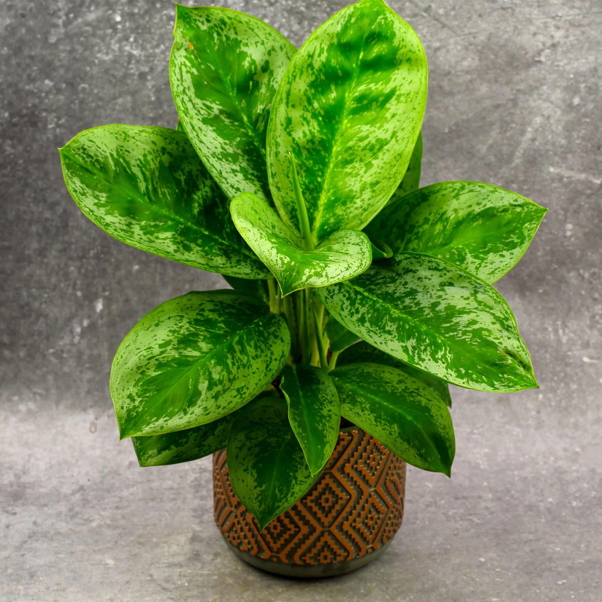 Aglaonema Lemon Mint Aglonema Unikat - Ceny i opinie - Ceneo.pl
