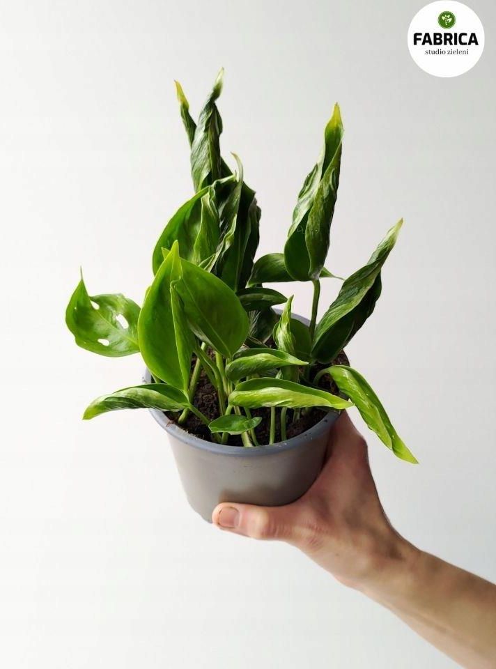 Epipremnum Godzilla - Ceny i opinie - Ceneo.pl