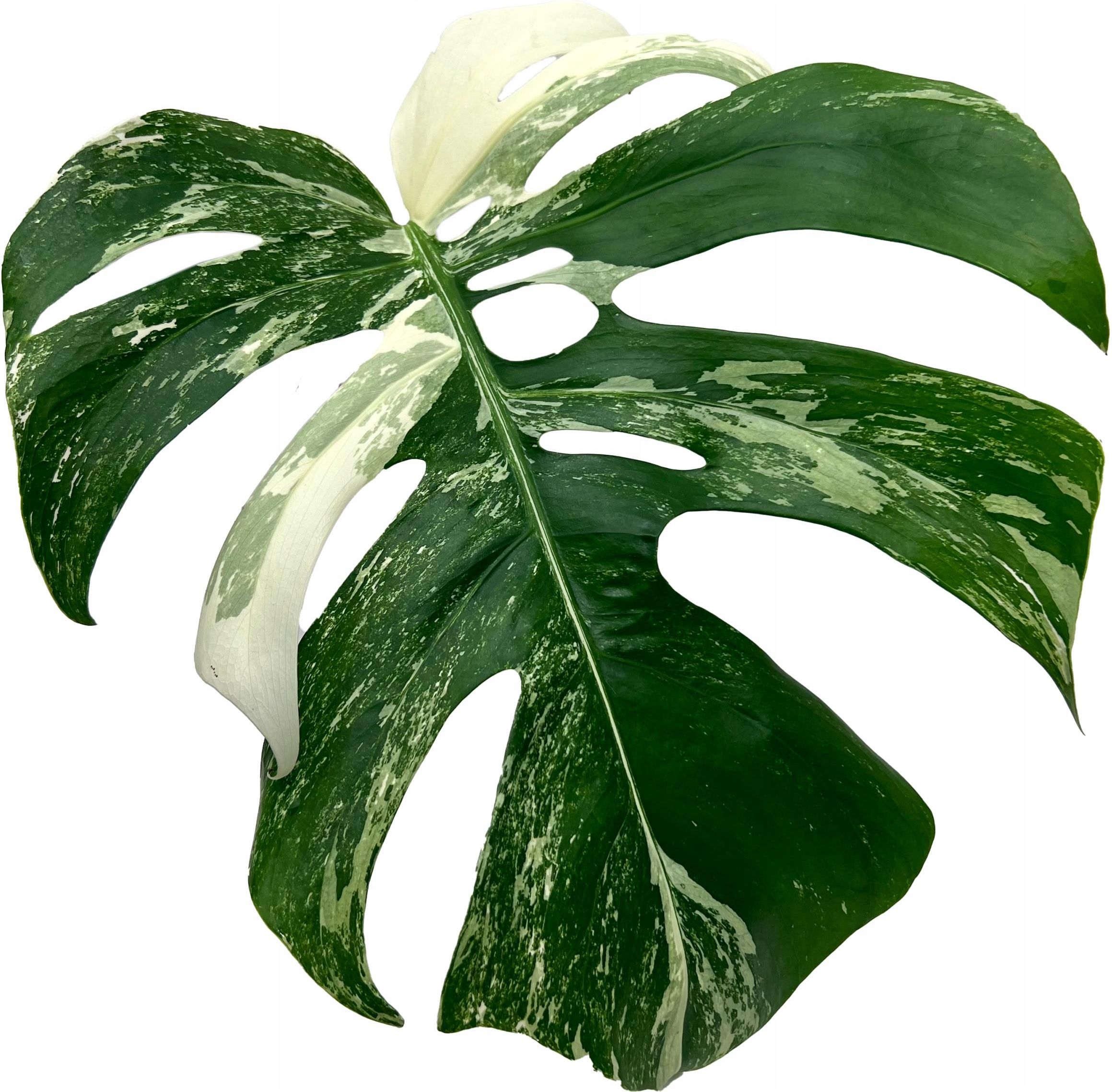 moringa plant powder Moringa Leaves Powder for Rice, Idli, Dosa - Without Garlic main image 1