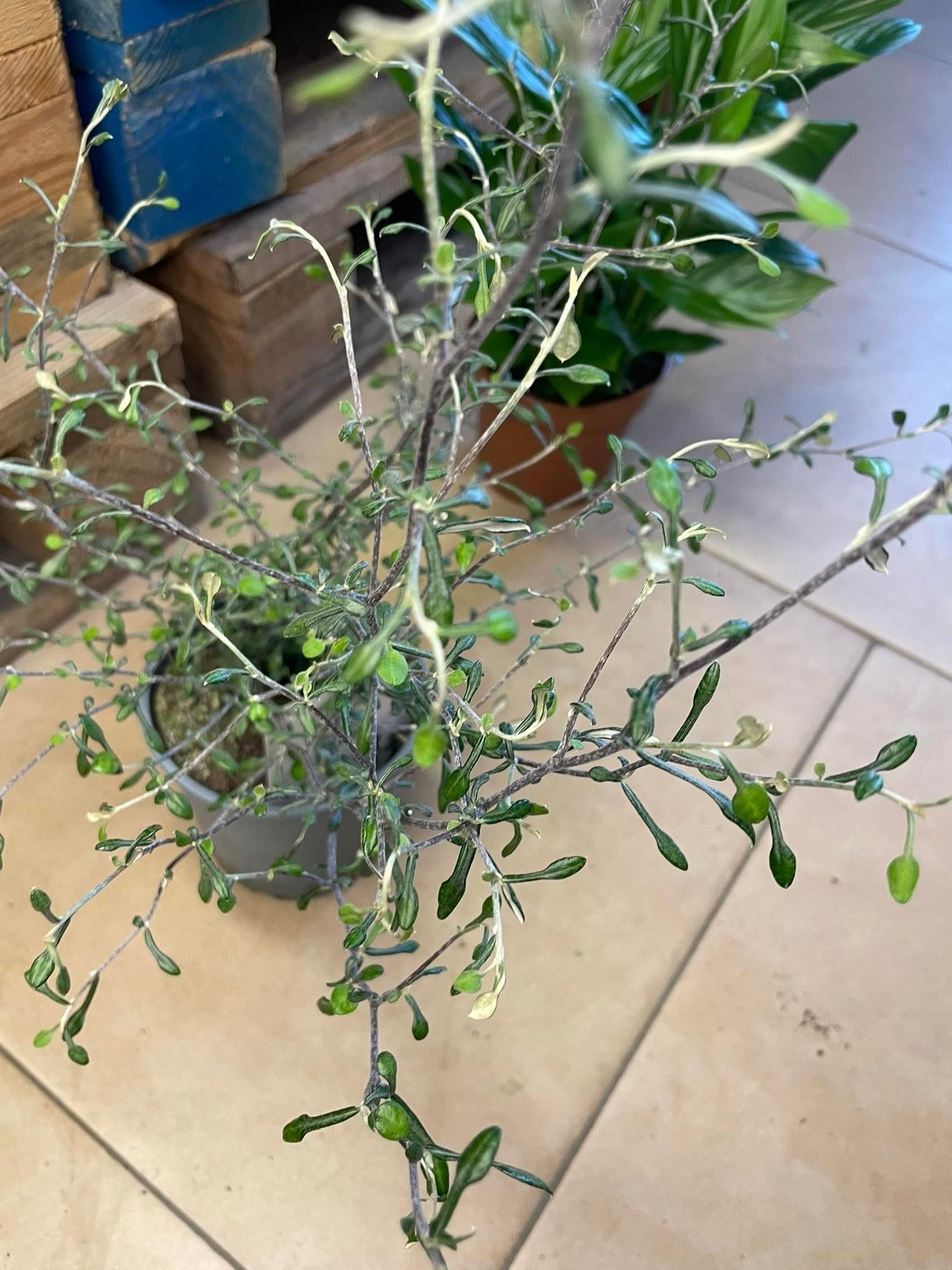 Corokia Virgata Maori Green Srebrne Drzewko - Ceny i opinie - Ceneo.pl