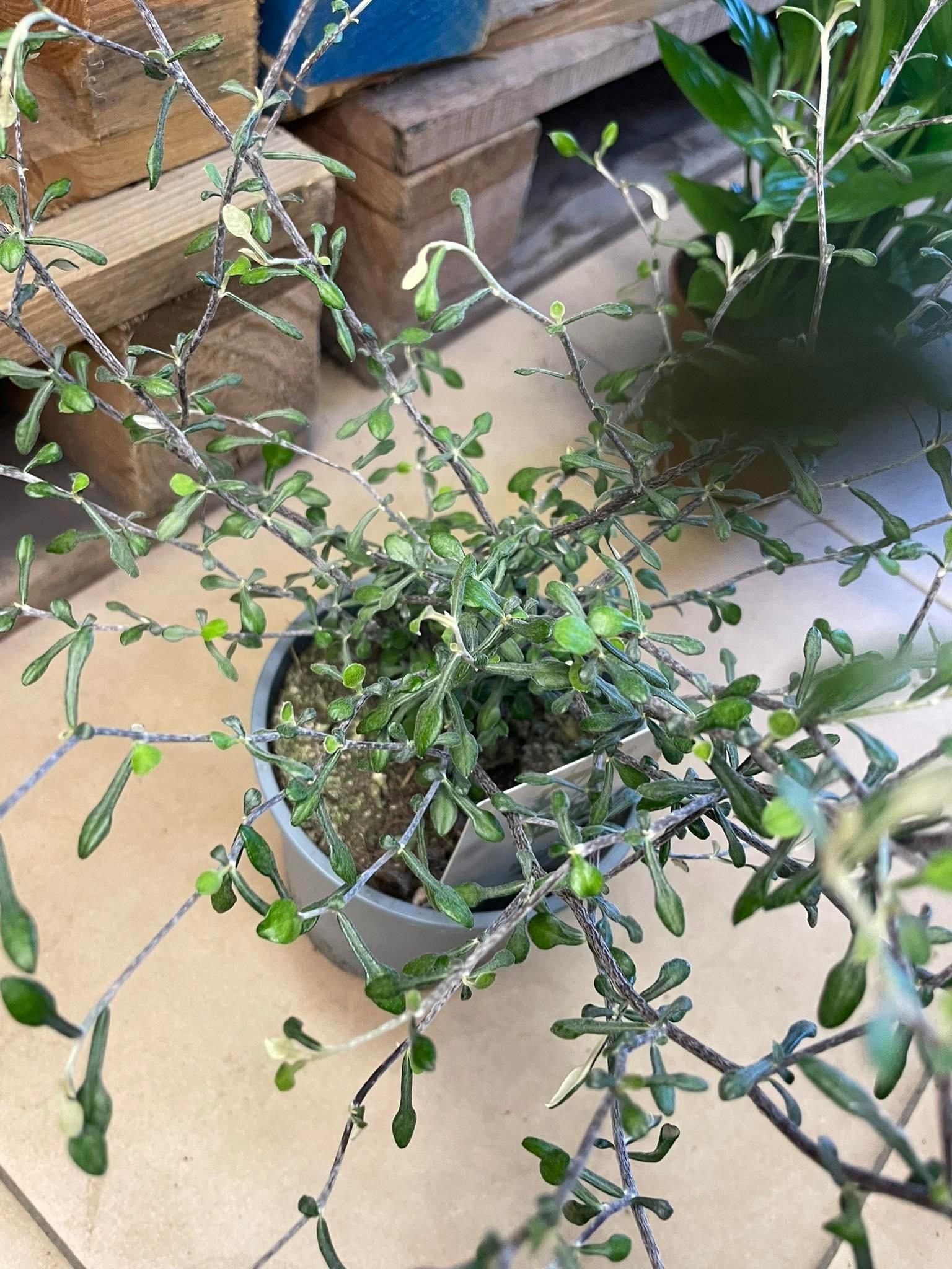 Corokia Virgata Maori Green Srebrne Drzewko - Ceny i opinie - Ceneo.pl