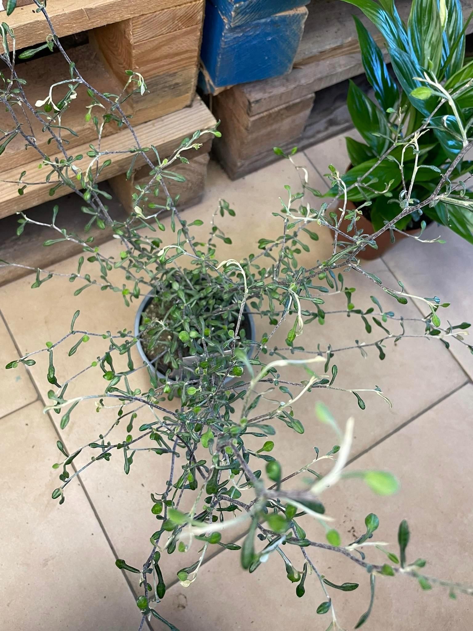 Corokia Virgata Maori Green Srebrne Drzewko - Ceny i opinie - Ceneo.pl