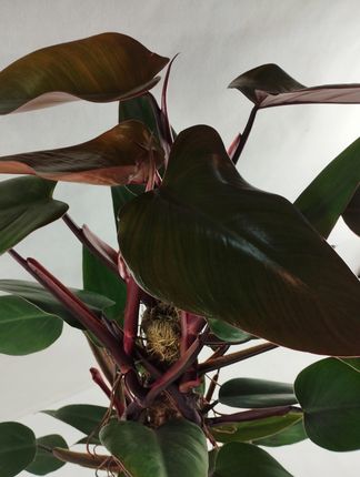 Duy Philodendron Mandaianum - Ceny i opinie - Ceneo.pl