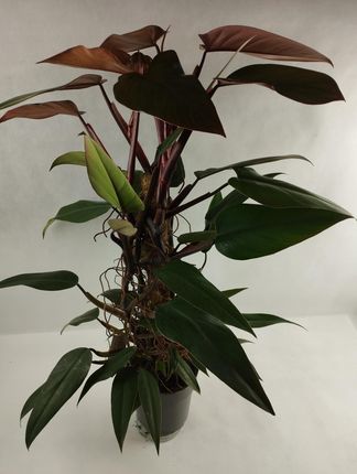 Duy Philodendron Mandaianum - Ceny i opinie - Ceneo.pl
