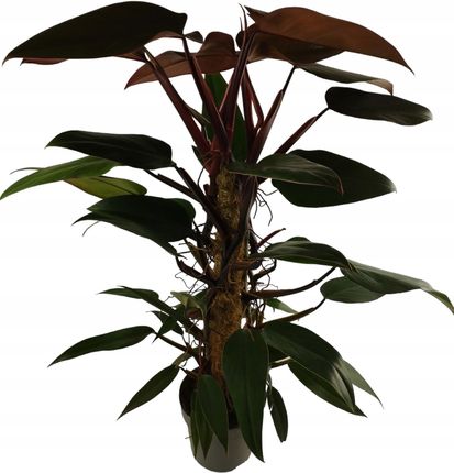 what is taro plant Taro Root – Aloun Farms Hawaii main image 1