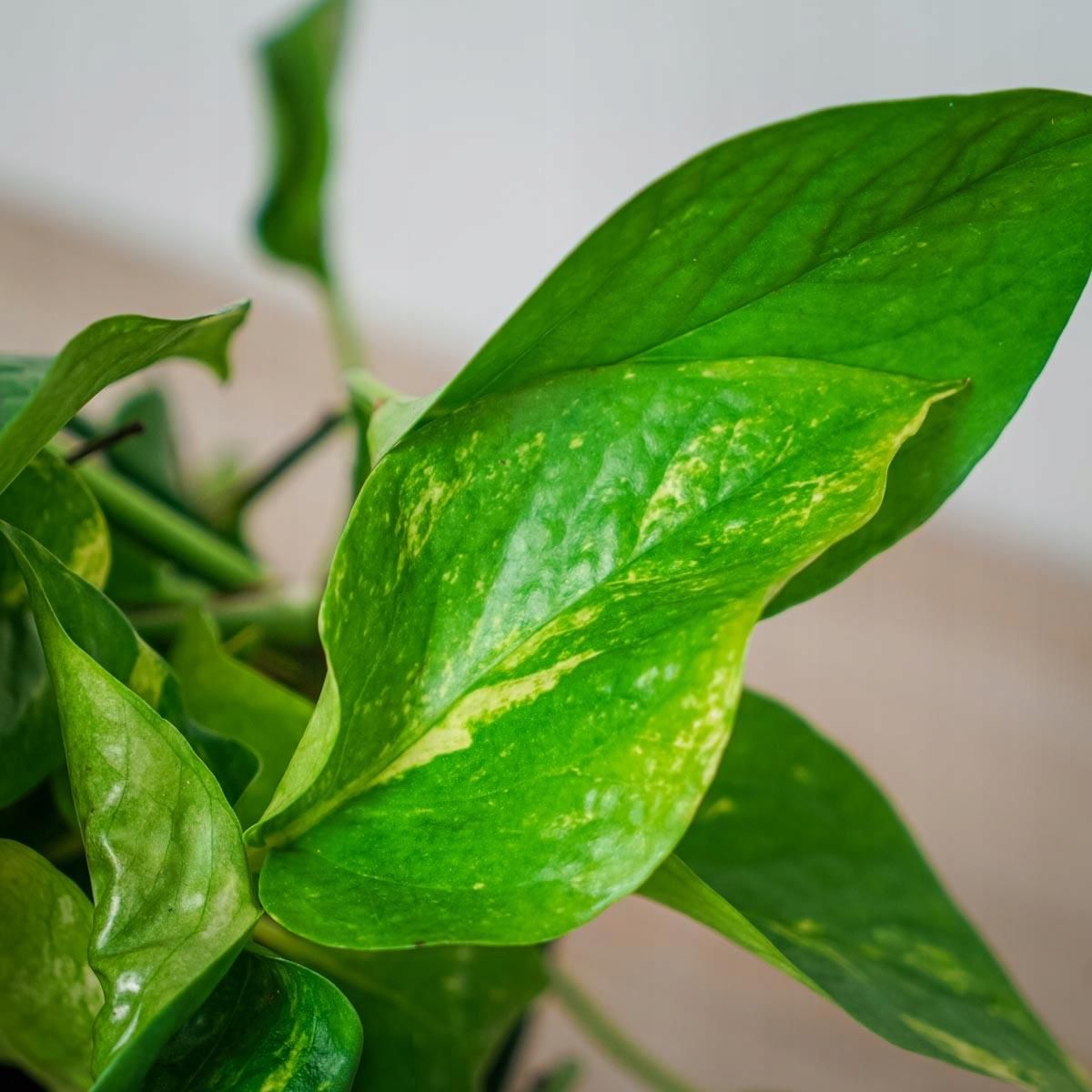 Epipremnum Złociste Aureum S Klasyczne - Ceny i opinie - Ceneo.pl