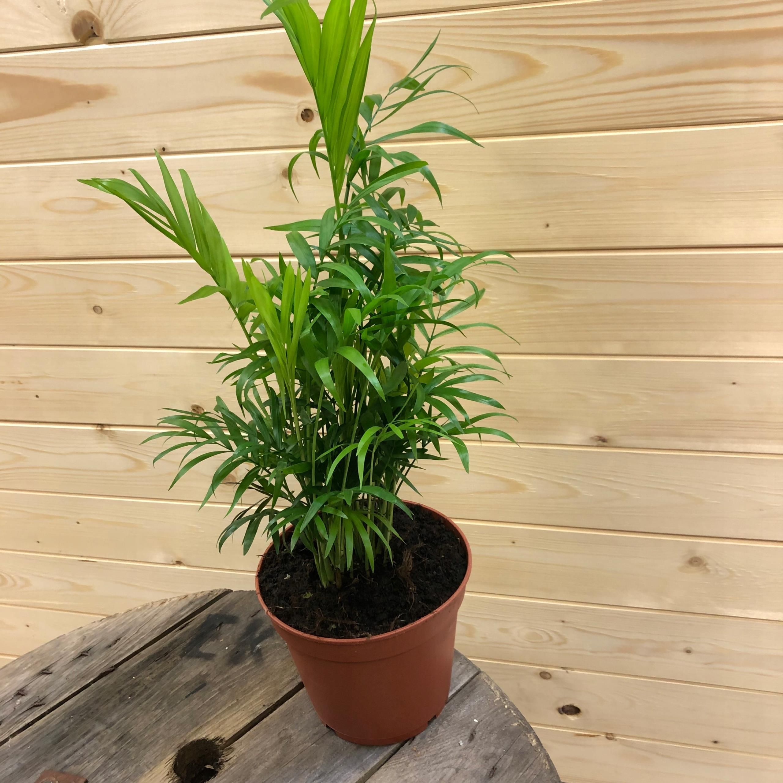 POWERS TO FLOWERS - CHAMAEDOREA ELEGANCE, PERUVIAN PALM, 3