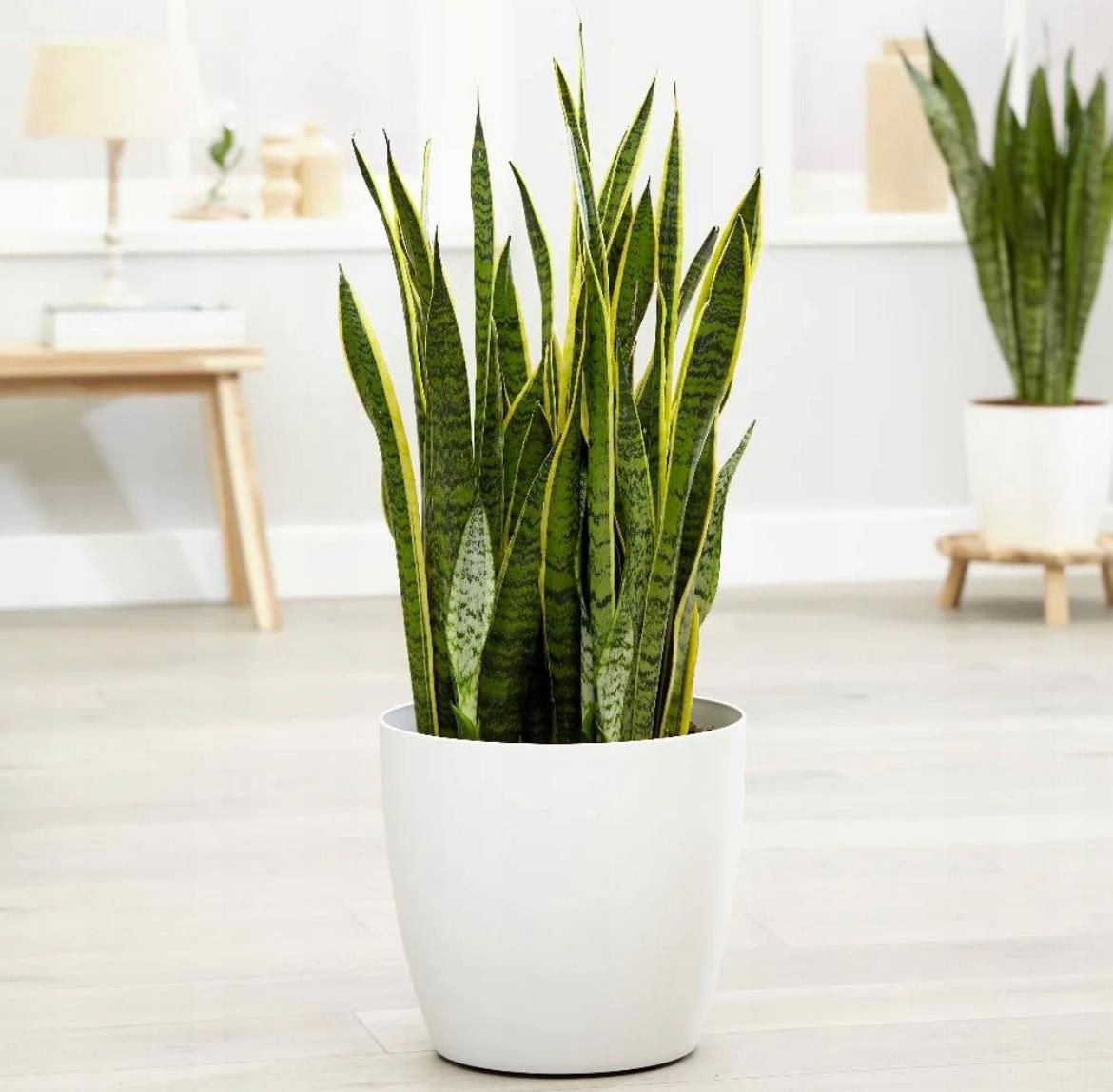 Wężownica Sansevieria Duża 70cm Ceny I Opinie Ceneopl 