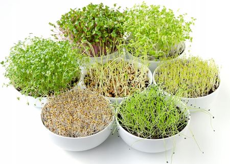 Nasiona Na Kiełki Mieszanka Łagodna 30G Nswkd009 - zdjęcie 2