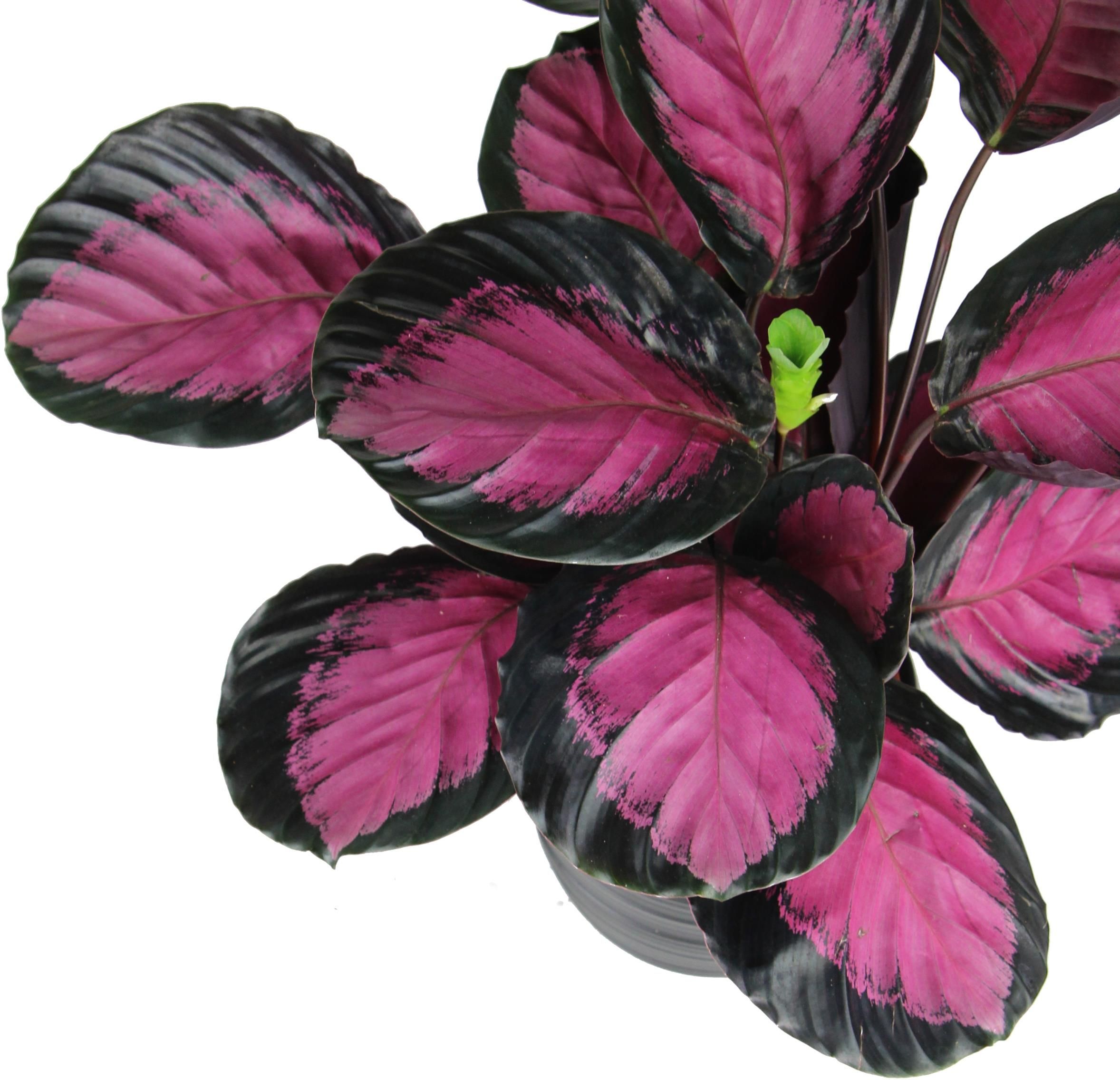 Fiolet Calathea Picturata Crimson Kalatea Fiolet Maluch - Ceny i opinie - Ceneo.pl