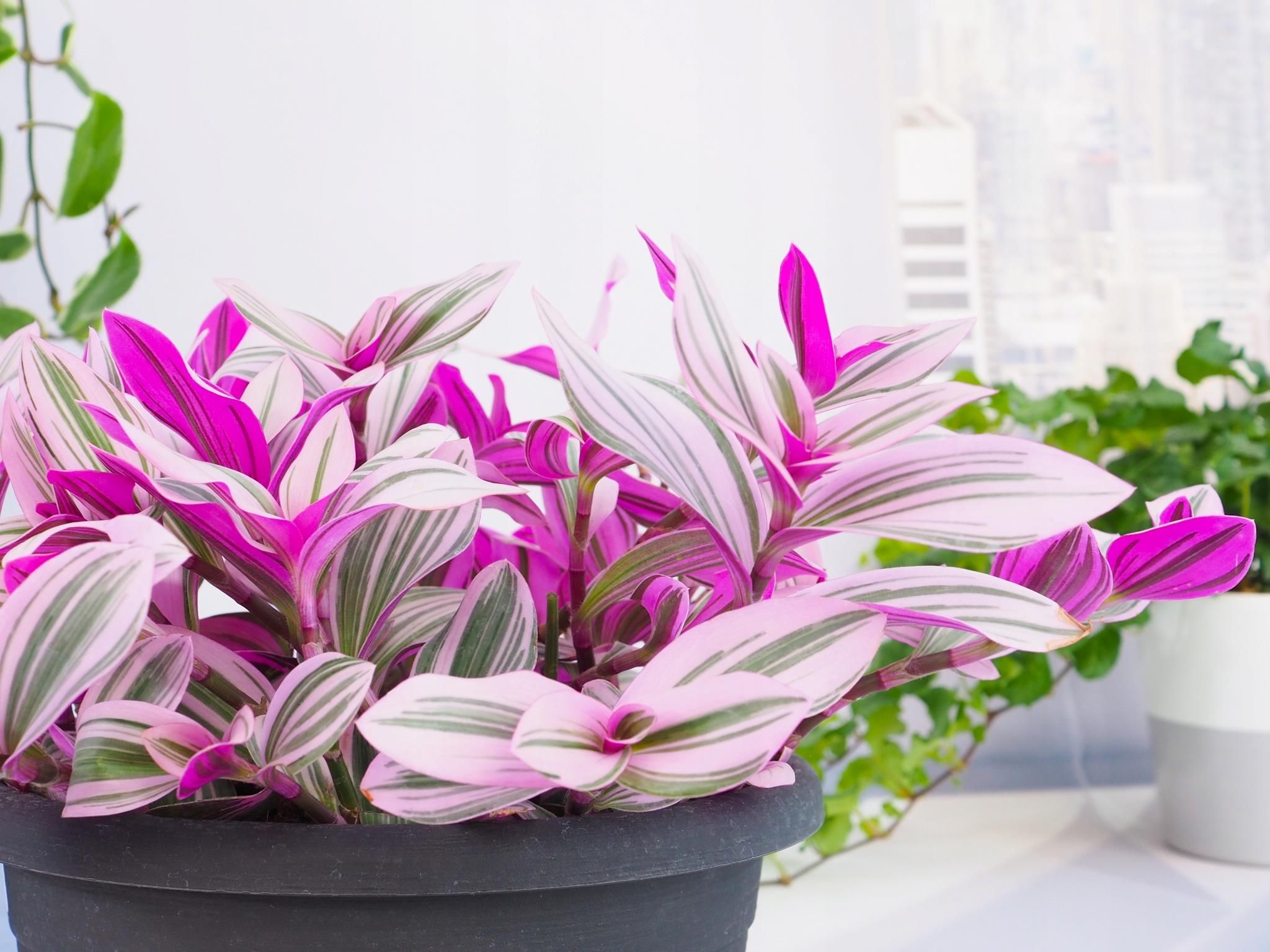 trzykrotka-tradescantia-nanouk-kolorowa-ceny-i-opinie-ceneo-pl