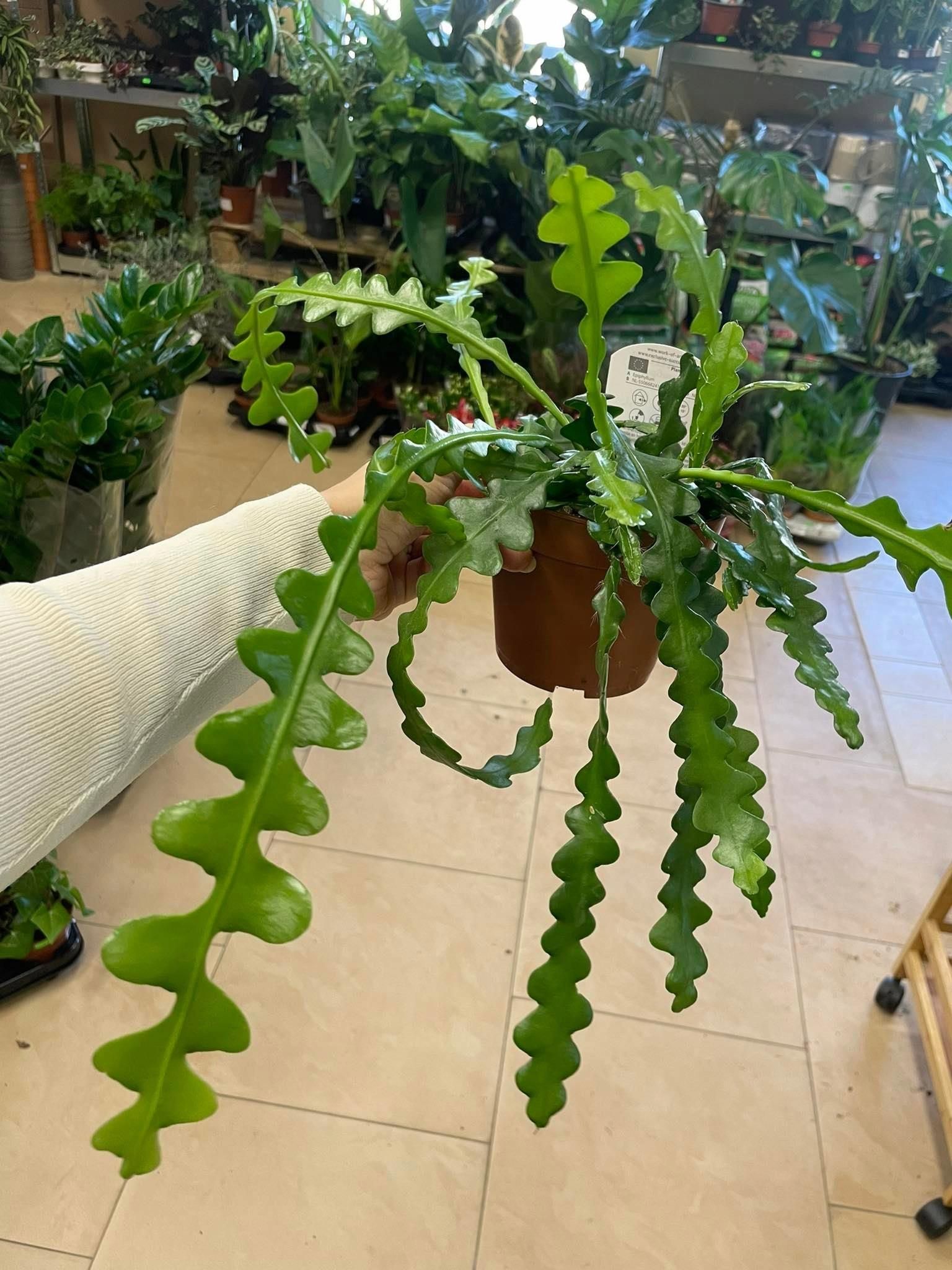 Kaktus Zygzak Epiphyllum Anguliger - Ceny i opinie - Ceneo.pl