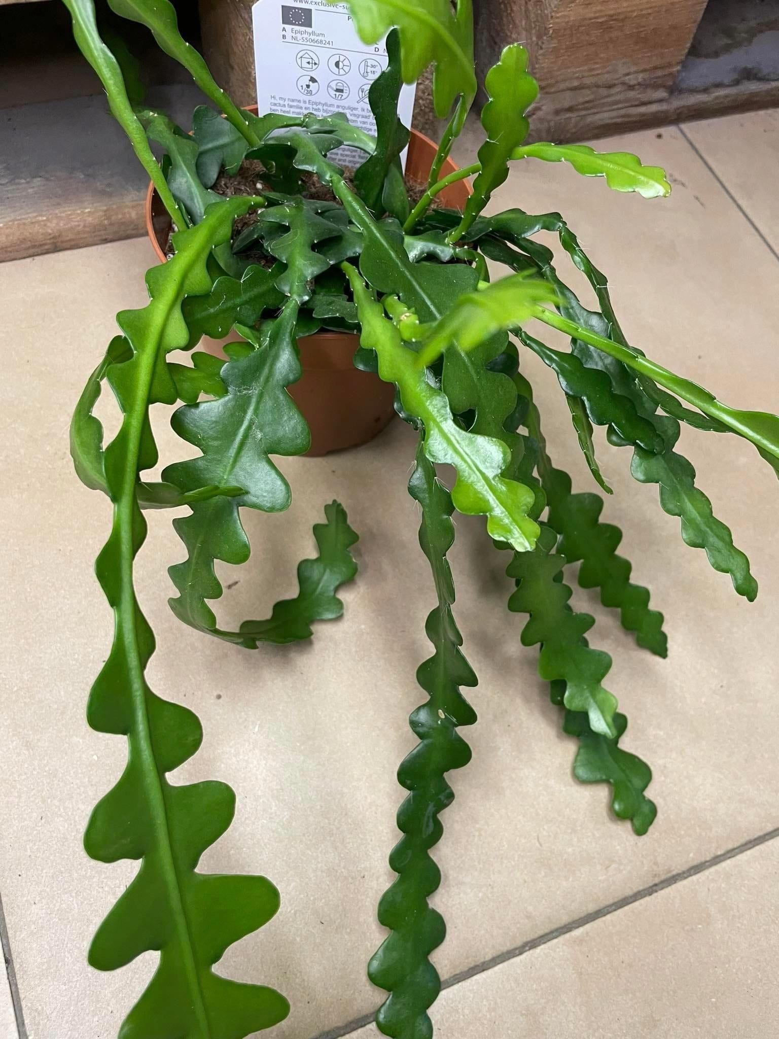 Kaktus Zygzak Epiphyllum Anguliger - Ceny i opinie - Ceneo.pl