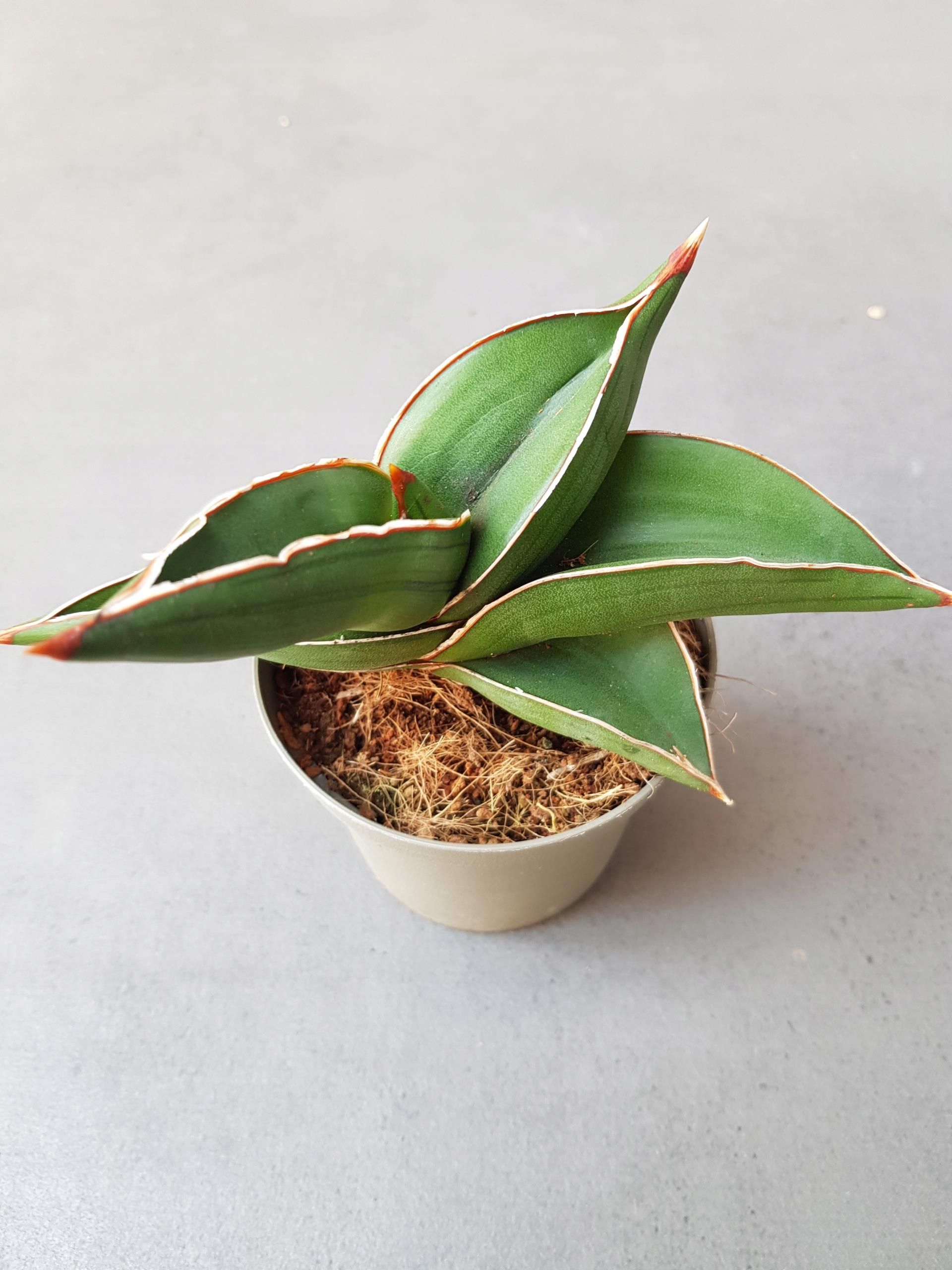 Sansevieria Samurai Sanseweria Ceny I Opinie Ceneopl 