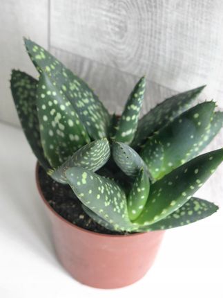 Aloe Paradisicum Jurrasic Dino Aloes 10,5cm - Ceny i opinie - Ceneo.pl