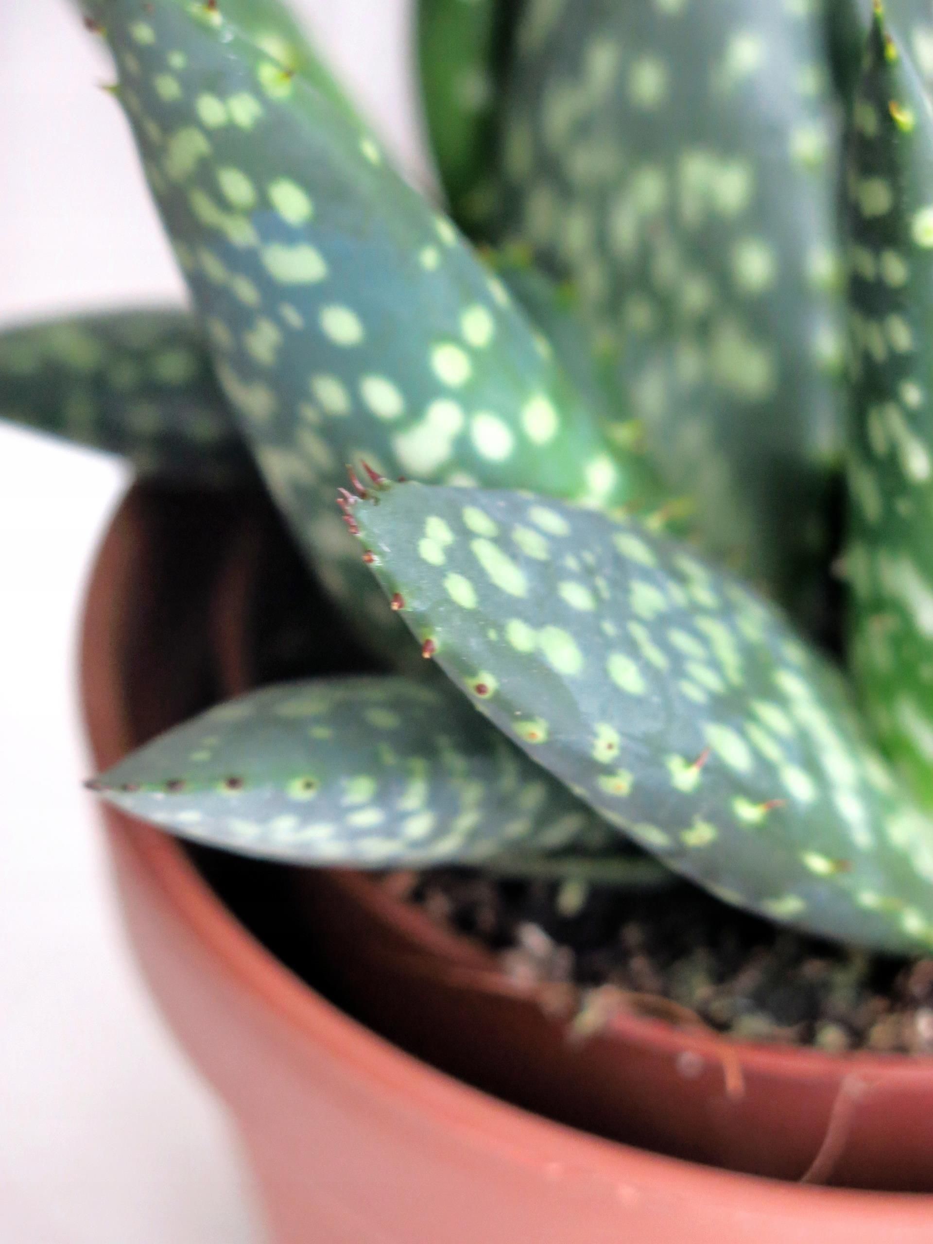 Aloe Paradisicum Jurrasic Dino Aloes 10,5cm - Ceny i opinie - Ceneo.pl