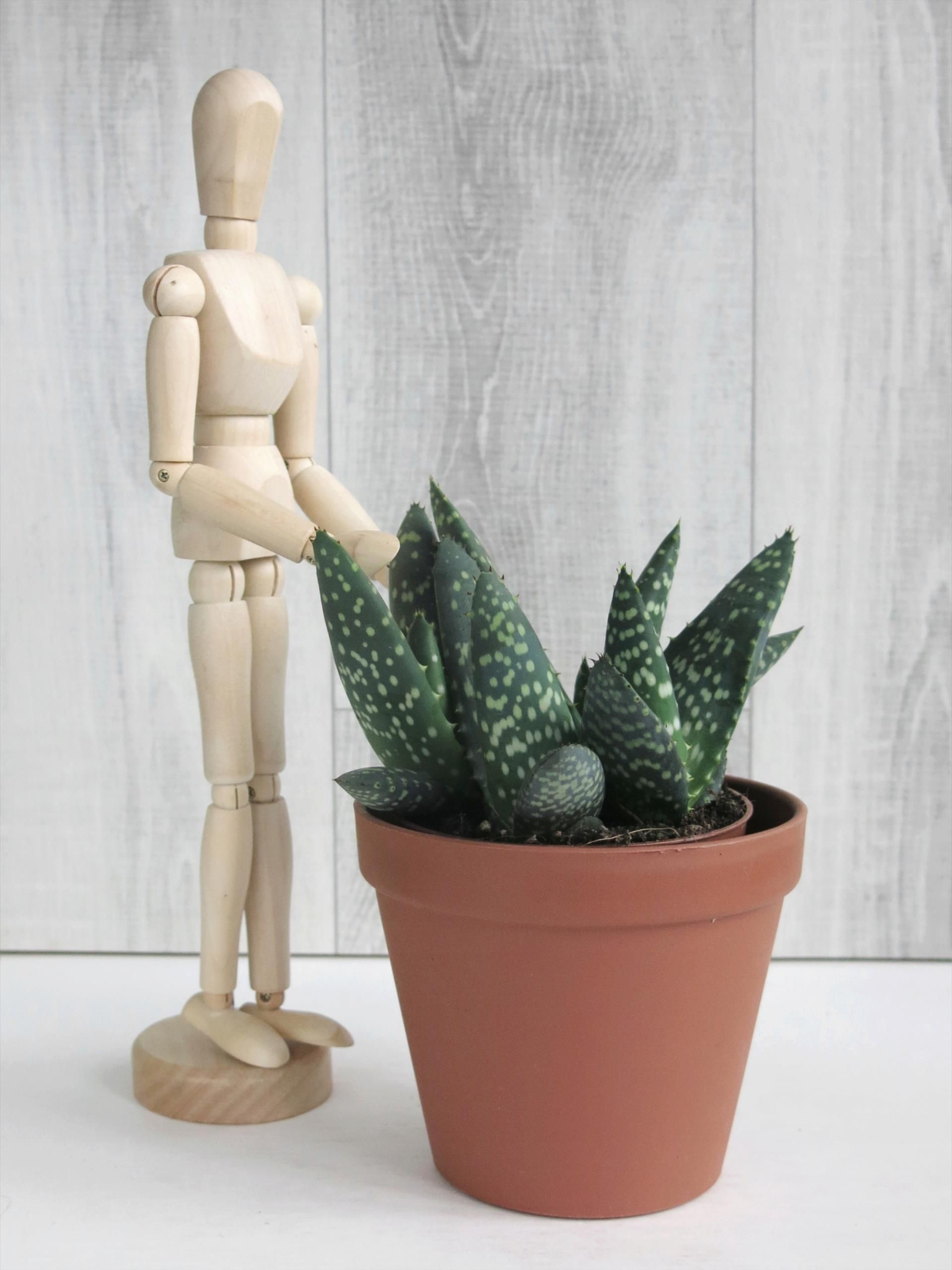 Aloe Paradisicum Jurrasic Dino Aloes 10,5cm - Ceny i opinie - Ceneo.pl