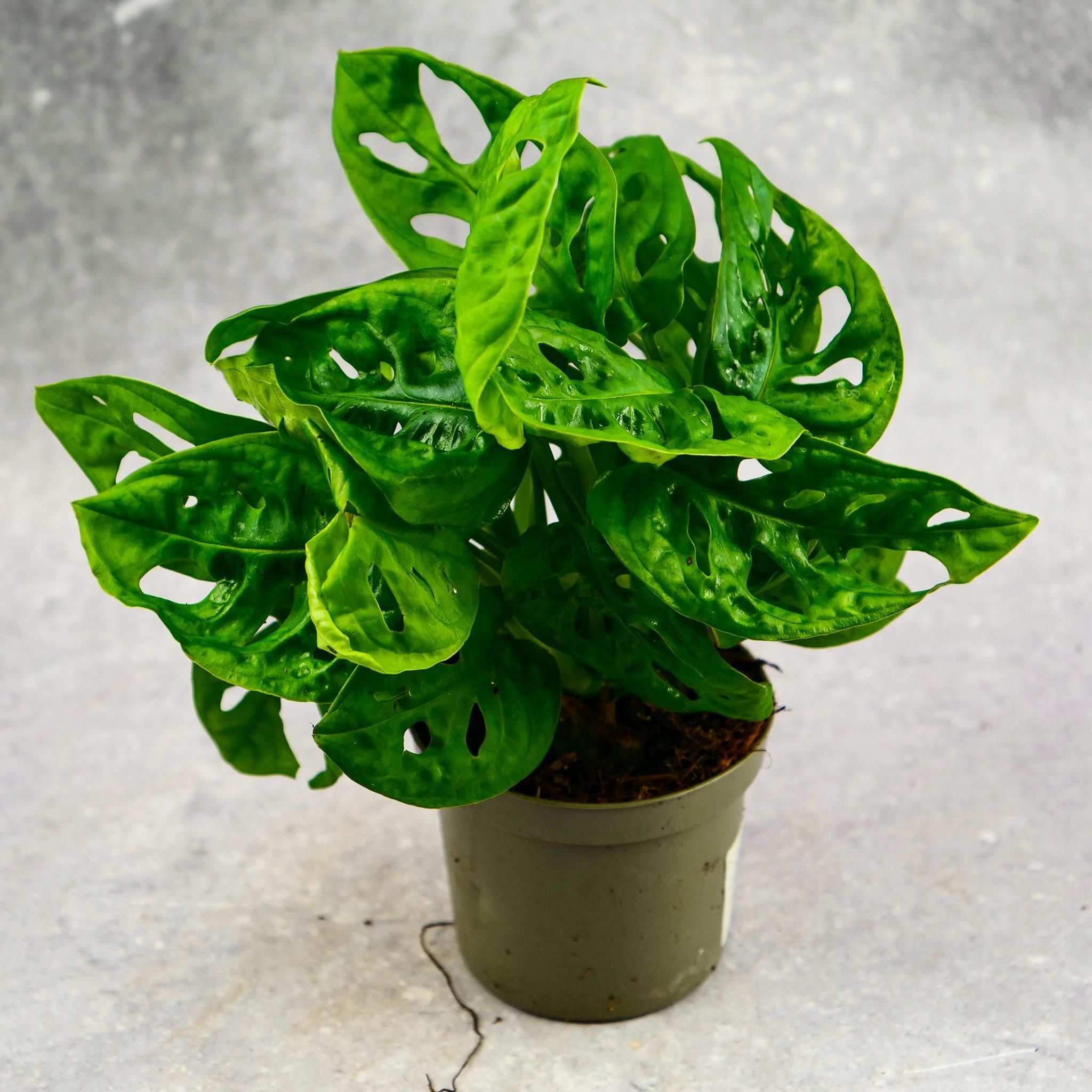 monstera-obliqua-monkey-leaf-d9cm-dziurawy-ceny-i-opinie-ceneo-pl