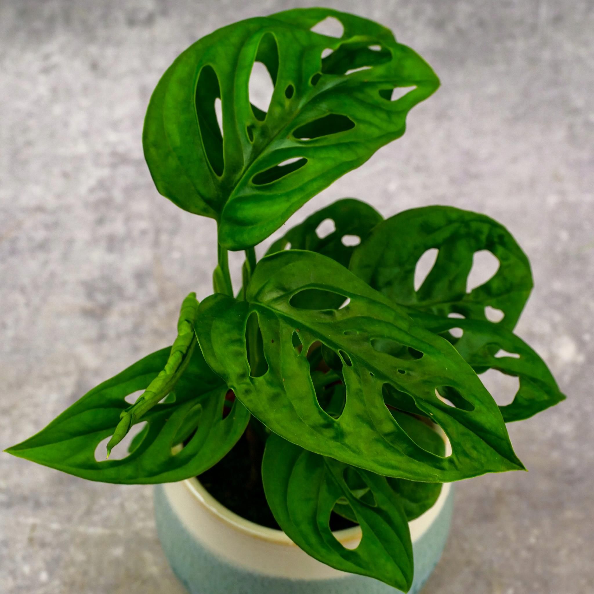 Rhs Mask Monstera Obliqua ‘Monkey Mask’/Rhs Gardening – Wips Live
