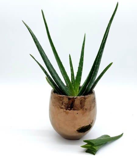 Aloes Leczniczy Aloe Vera Powyej 40cm Duy - Ceny i opinie - Ceneo.pl