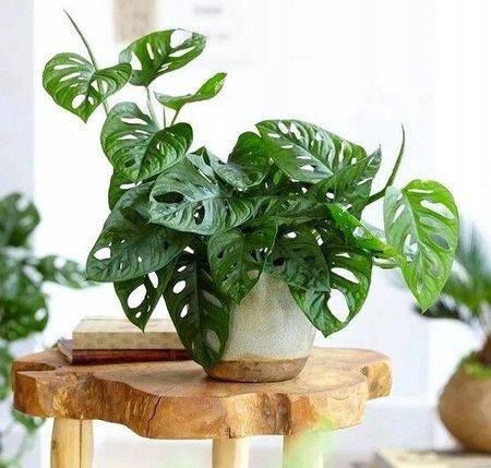 Monstera Monkey Mask Do Ogrodu Wertykalnego Pnca - Ceny i opinie - Ceneo.pl