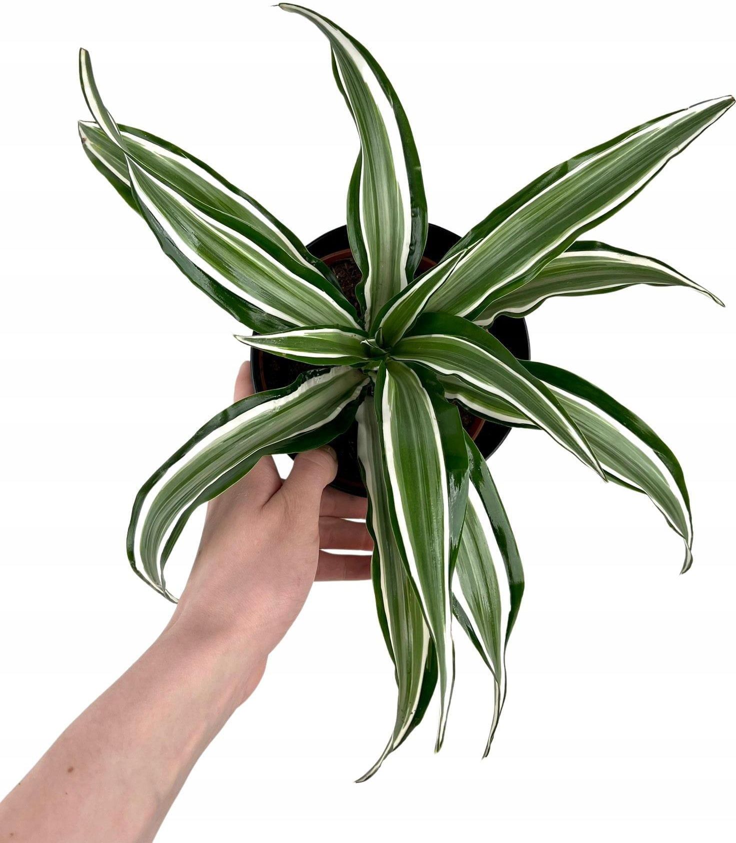 Dracena Dragontree Kanzi Ceny i opinie Ceneo.pl