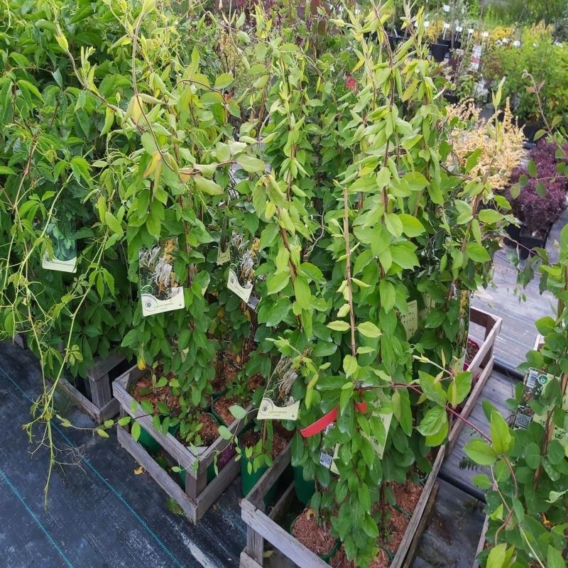 Wiciokrzew Przewiercie Inga Lonicera Caprifolium - Ceny i opinie - Ceneo.pl