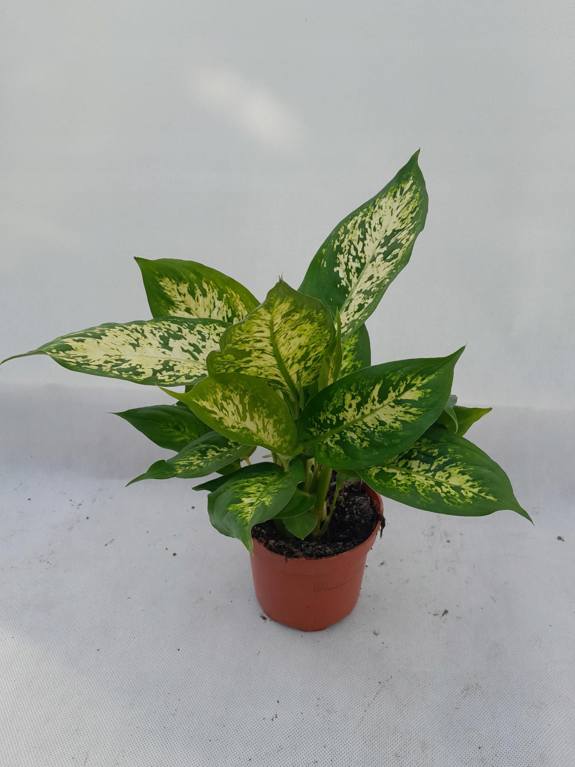 Dieffenbachia Compacta Diffenbachia - Ceny i opinie - Ceneo.pl