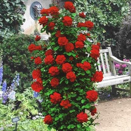 Róża Pnąca-Czerwona Pachnąca Sadzonka Xxl