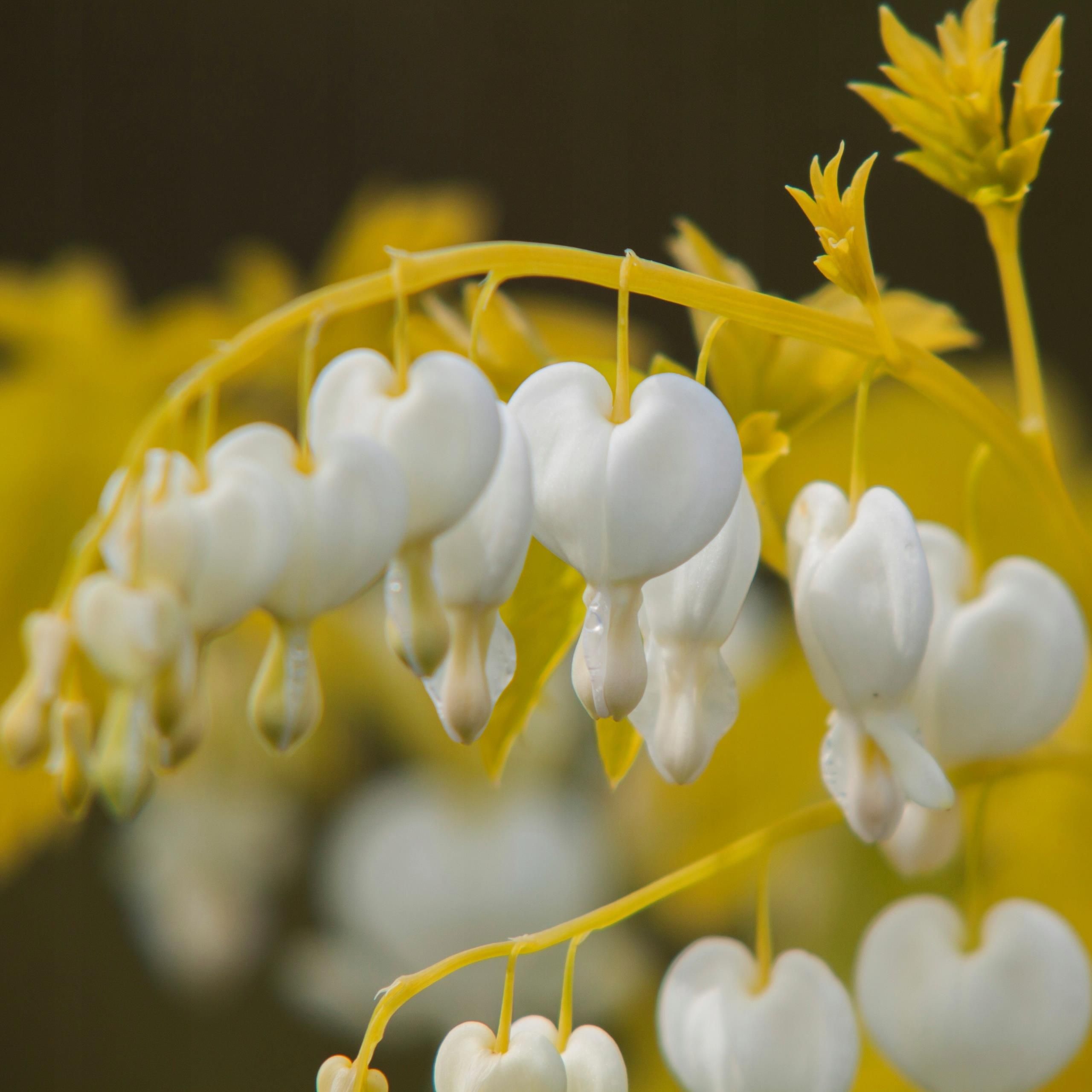 Dicentra White Gold Białe Serduszka Ceny i opinie Ceneo.pl