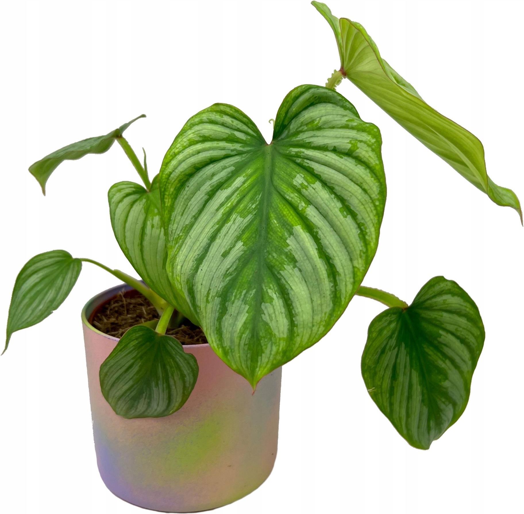 Philodendron Mamei Kolekcjonerski Silver Rozmiar M - Ceny i opinie ...