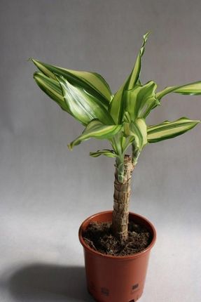 fargesia robusta formidable Fargesia Robusta Formidable  Grasslands Nursery