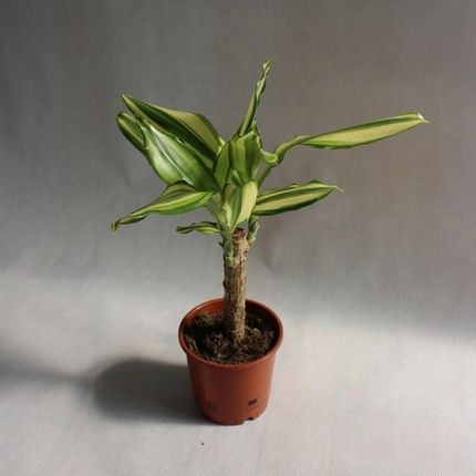 Dracena Fragrans Yellow Coast Dracena Wonna - Ceny i opinie - Ceneo.pl