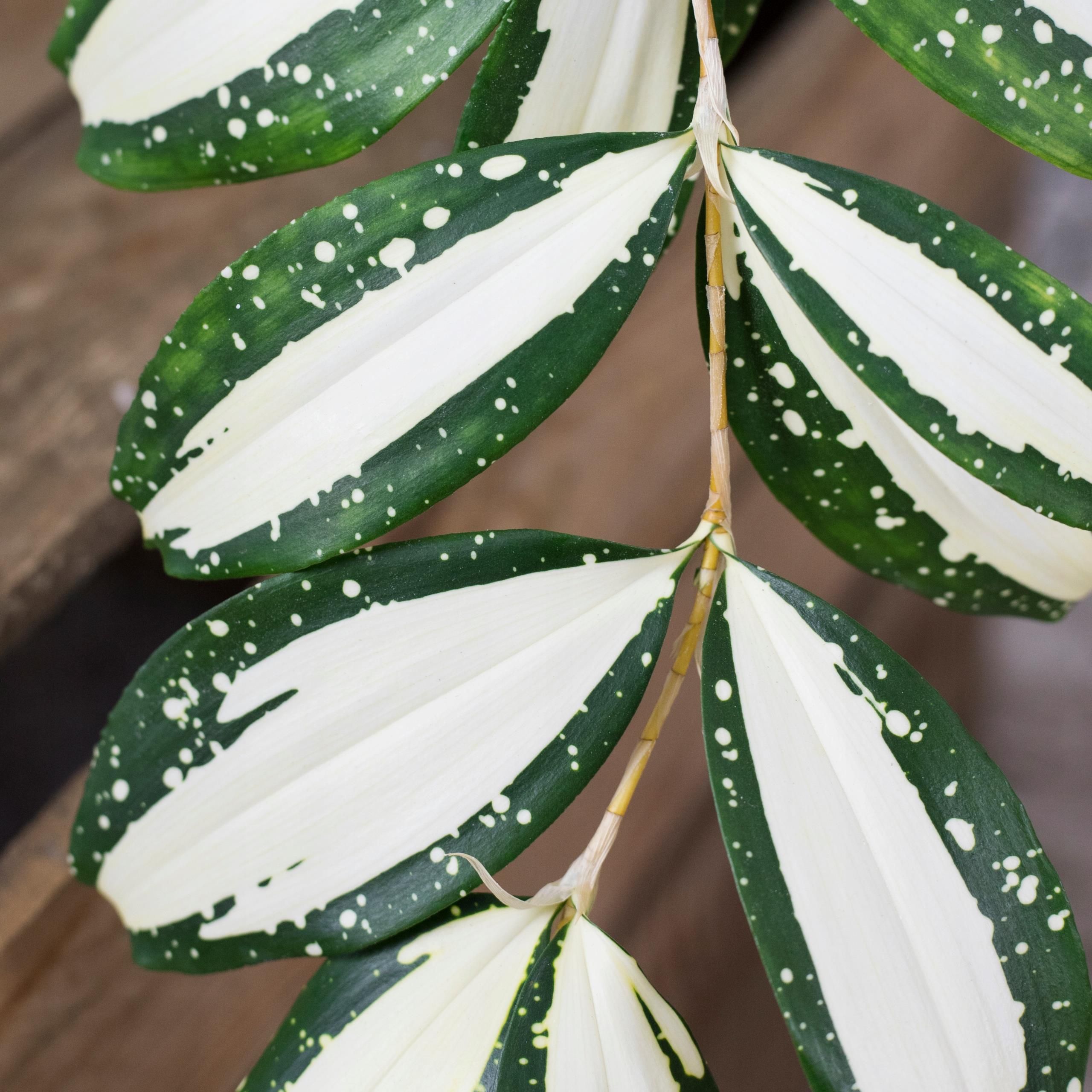 Dracena Rozgaziona Milky Way Biae Plamki M - Ceny i opinie - Ceneo.pl