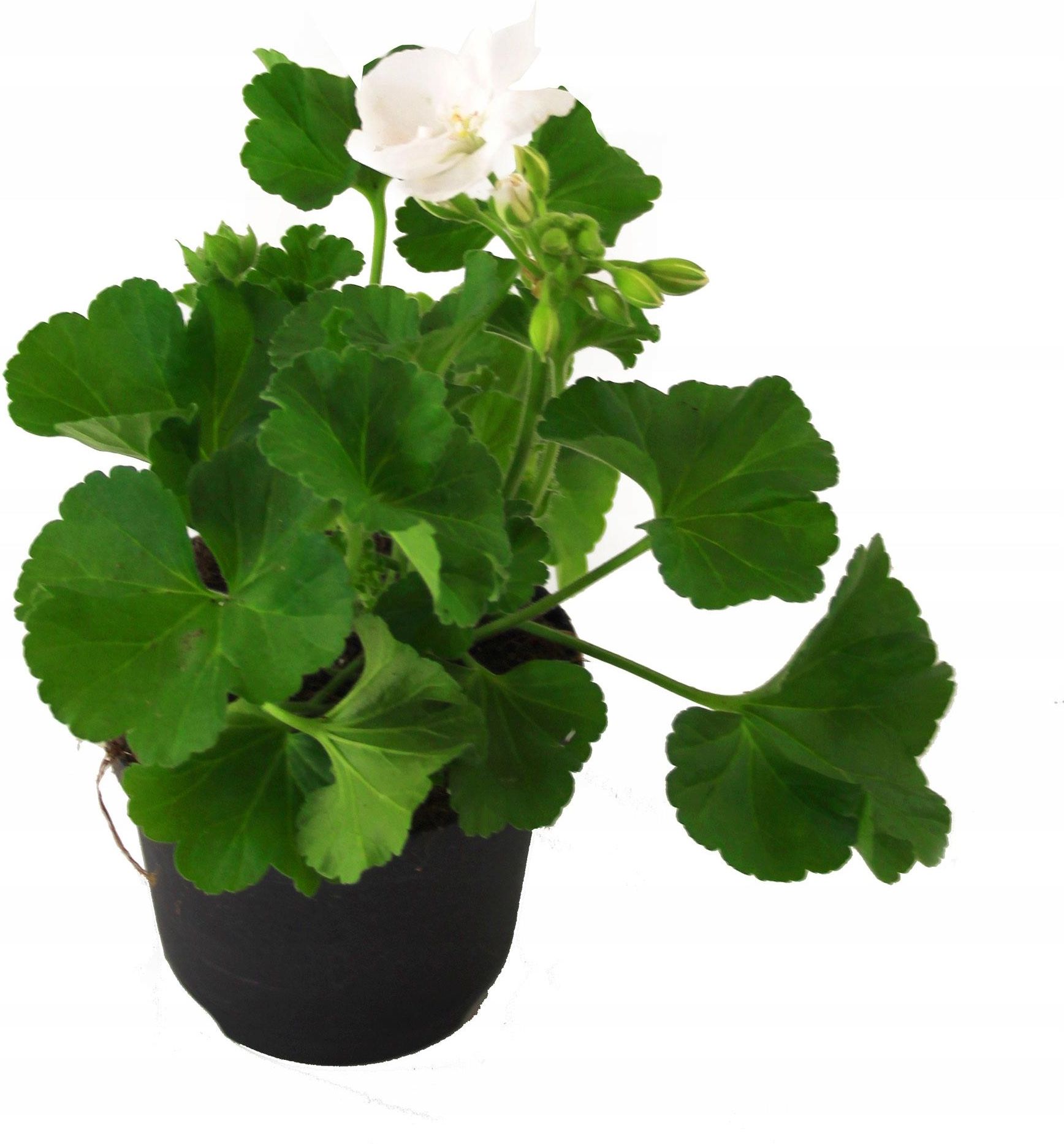 Sadzonka Pelargonii Pelargonia Stojąca Biała 5x Ceny i opinie Ceneo.pl