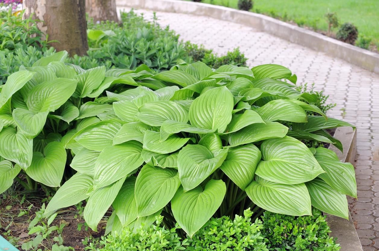 Funkia Hosta Tortilla Chip Pachnące Kwiaty - Ceny i opinie - Ceneo.pl